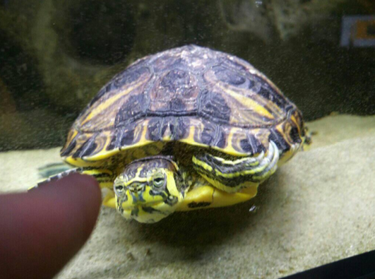 Wszystko co musisz wiedzieć o żółwiach wodno-lądowych